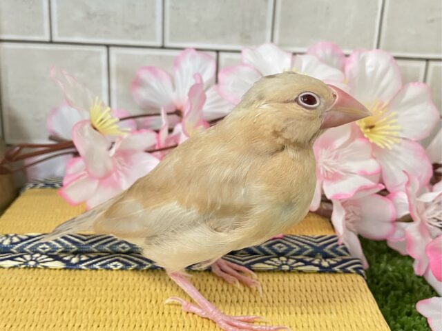 ✨最新画像✨やさしさに包まれちゃう~(*´ω`) シナモン文鳥 シナモン文鳥