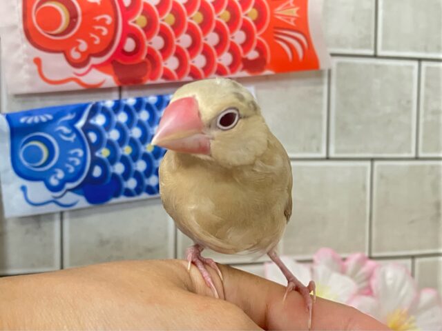 ✨最新画像✨やさしさに包まれちゃう~(*´ω`) シナモン文鳥 シナモン文鳥