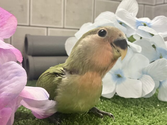 ✨最新画像✨モチモチ🪽⟡.·屋根より高いかしわもち🎏🏠⋆꙳コザクラインコ(ノーマル/2025年4月生まれ) コザクラインコ(小桜インコ)