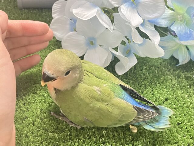 ✨最新画像✨モチモチ🪽⟡.·屋根より高いかしわもち🎏🏠⋆꙳コザクラインコ(ノーマル/2025年4月生まれ) コザクラインコ(小桜インコ)