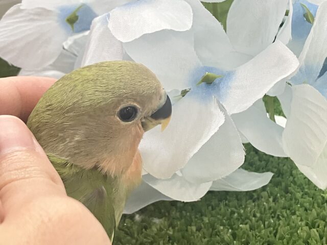 ✨最新画像✨モチモチ🪽⟡.·屋根より高いかしわもち🎏🏠⋆꙳コザクラインコ(ノーマル/2025年4月生まれ) コザクラインコ(小桜インコ)