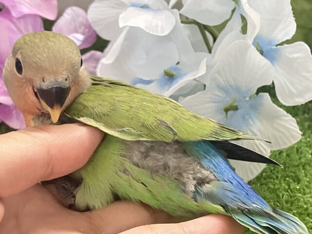 ✨最新画像✨モチモチ🪽⟡.·屋根より高いかしわもち🎏🏠⋆꙳コザクラインコ(ノーマル/2025年4月生まれ) コザクラインコ(小桜インコ)