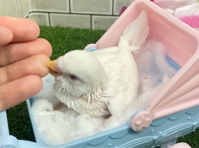 しろしろ𝐏𝐨𝐰𝐞𝐫🌟可能性は無限大♾️セキセイインコ(アルビノ/2025年5月生まれ) セキセイインコ