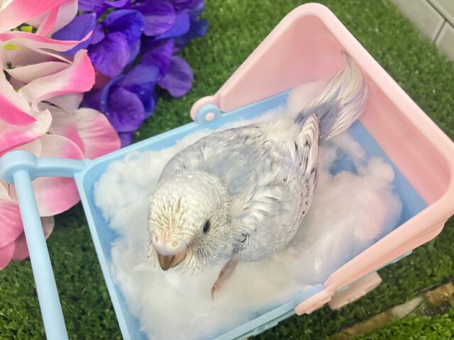 ✨最新画像✨くもり?いやいや❕テンション快晴ッ❕☀️⋆꙳セキセイインコ(グレースパングル/2025年5月上旬生まれ) セキセイインコ