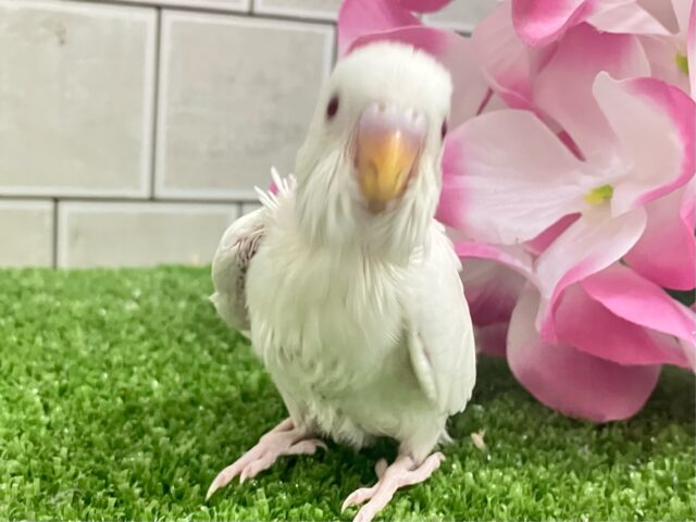 しろしろ𝐏𝐨𝐰𝐞𝐫🌟可能性は無限大♾️セキセイインコ(アルビノ/2025年5月生まれ) セキセイインコ
