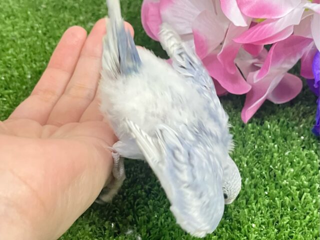 ✨最新画像✨くもり?いやいや❕テンション快晴ッ❕☀️⋆꙳セキセイインコ(グレースパングル/2025年5月上旬生まれ) セキセイインコ