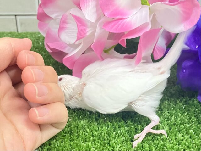 しろしろ𝐏𝐨𝐰𝐞𝐫🌟可能性は無限大♾️セキセイインコ(アルビノ/2025年5月生まれ) セキセイインコ