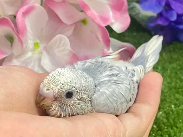✨最新画像✨くもり?いやいや❕テンション快晴ッ❕☀️⋆꙳セキセイインコ(グレースパングル/2025年5月上旬生まれ) セキセイインコ