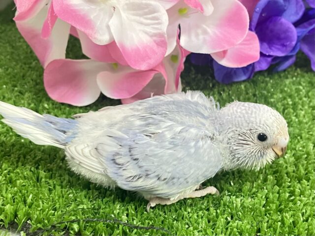 ✨最新画像✨くもり?いやいや❕テンション快晴ッ❕☀️⋆꙳セキセイインコ(グレースパングル/2025年5月上旬生まれ) セキセイインコ