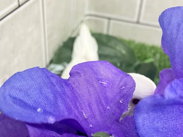 しろしろ𝐏𝐨𝐰𝐞𝐫🌟可能性は無限大♾️セキセイインコ(アルビノ/2025年5月生まれ) セキセイインコ