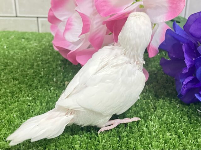しろしろ𝐏𝐨𝐰𝐞𝐫🌟可能性は無限大♾️セキセイインコ(アルビノ/2025年5月生まれ) セキセイインコ