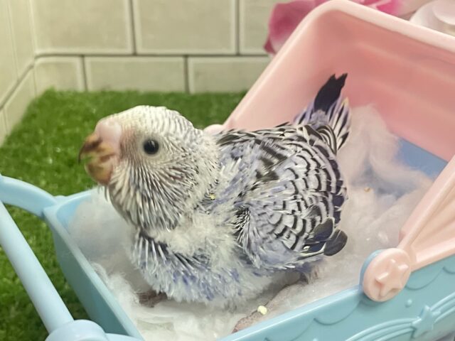 ✨最新画像✨ふりるフリフリ👗✧*。𝐆𝐫𝐞𝐚𝐭グレープ❕👍🏻.*˚セキセイインコ(バイオレットオパーリン/2025年5月上旬生まれ) セキセイインコ