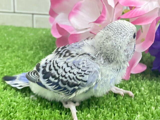 ✨最新画像✨ふりるフリフリ👗✧*。𝐆𝐫𝐞𝐚𝐭グレープ❕👍🏻.*˚セキセイインコ(バイオレットオパーリン/2025年5月上旬生まれ) セキセイインコ