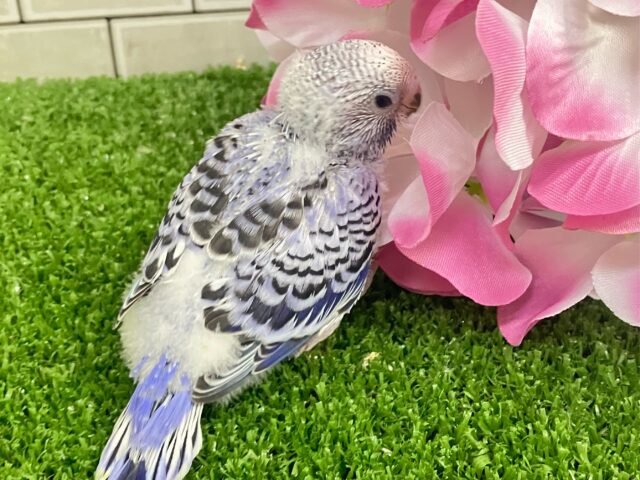 ✨最新画像✨ふりるフリフリ👗✧*。𝐆𝐫𝐞𝐚𝐭グレープ❕👍🏻.*˚セキセイインコ(バイオレットオパーリン/2025年5月上旬生まれ) セキセイインコ