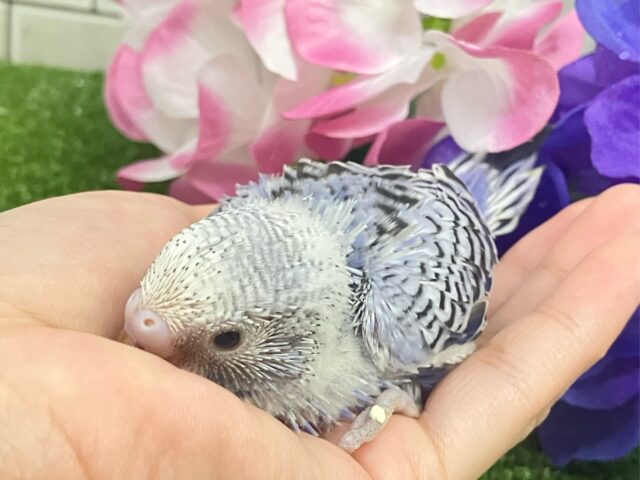 ✨最新画像✨ふりるフリフリ👗✧*。𝐆𝐫𝐞𝐚𝐭グレープ❕👍🏻.*˚セキセイインコ(バイオレットオパーリン/2025年5月上旬生まれ) セキセイインコ