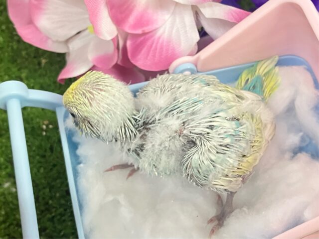 七色エナジー🌈☆*。キラわちゃ!☀️💖セキセイインコ(パステルレインボースパングル/2025年5月上旬生まれ) セキセイインコ