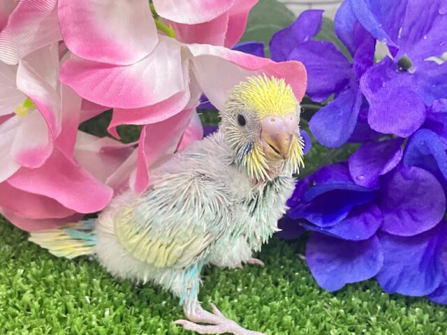 七色エナジー🌈☆*。キラわちゃ!☀️💖セキセイインコ(パステルレインボースパングル/2025年5月上旬生まれ) セキセイインコ