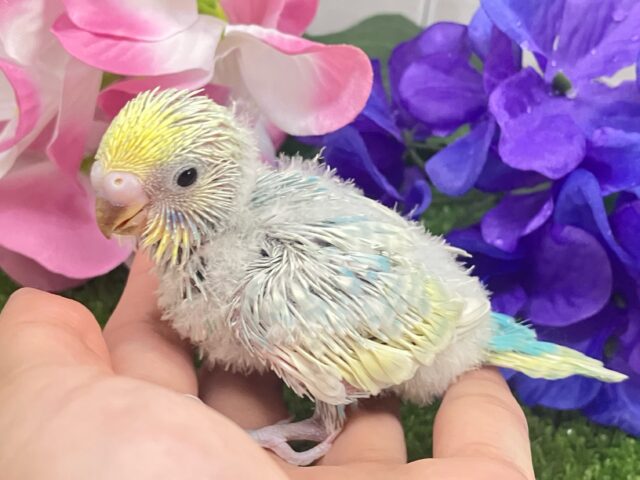 七色エナジー🌈☆*。キラわちゃ!☀️💖セキセイインコ(パステルレインボースパングル/2025年5月上旬生まれ) セキセイインコ