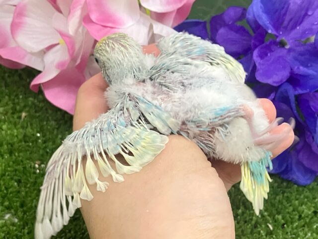 七色エナジー🌈☆*。キラわちゃ!☀️💖セキセイインコ(パステルレインボースパングル/2025年5月上旬生まれ) セキセイインコ