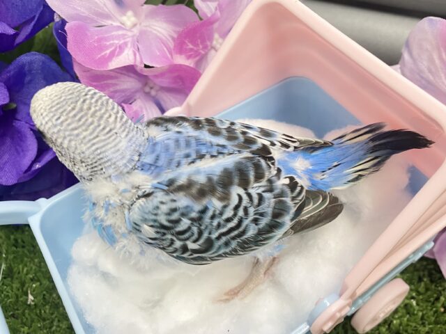 降りそそぐ🌧️*。なみなみDrop’s💧🍬セキセイインコ(ブルーオパーリン/2025年5月生まれ) セキセイインコ