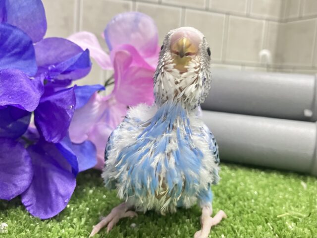 降りそそぐ🌧️*。なみなみDrop’s💧🍬セキセイインコ(ブルーオパーリン/2025年5月生まれ) セキセイインコ