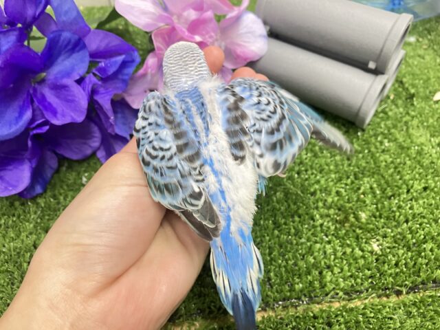 降りそそぐ🌧️*。なみなみDrop’s💧🍬セキセイインコ(ブルーオパーリン/2025年5月生まれ) セキセイインコ