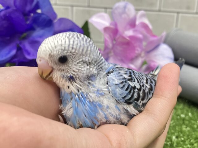降りそそぐ🌧️*。なみなみDrop’s💧🍬セキセイインコ(ブルーオパーリン/2025年5月生まれ) セキセイインコ