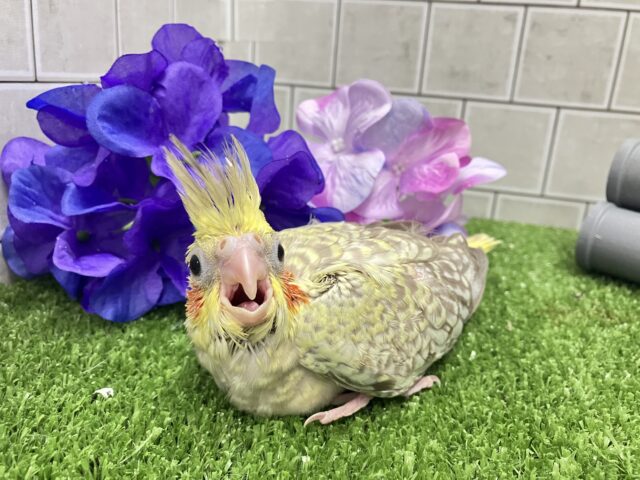 あまあま💞✧*。ご起立みるくてぃ🫖💭オカメインコ(シナモンパール/2025年5月生まれ) オカメインコ