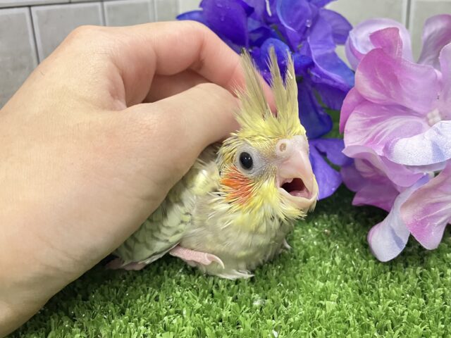 あまあま💞✧*。ご起立みるくてぃ🫖💭オカメインコ(シナモンパール/2025年5月生まれ) オカメインコ