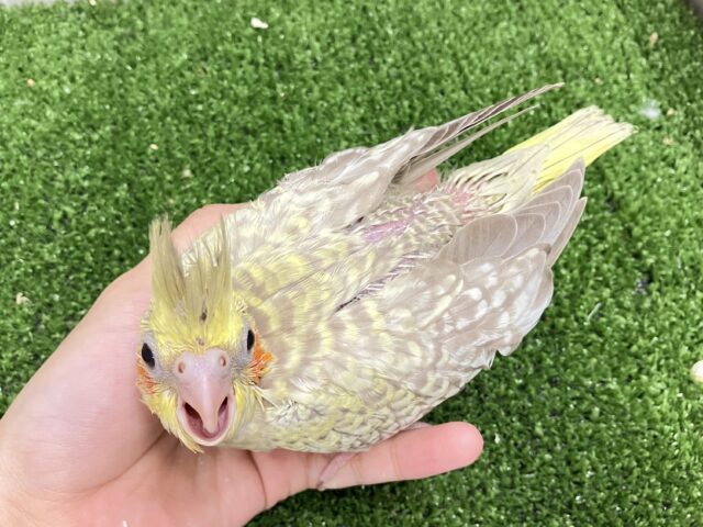 あまあま💞✧*。ご起立みるくてぃ🫖💭オカメインコ(シナモンパール/2025年5月生まれ) オカメインコ