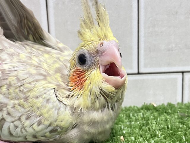 あまあま💞✧*。ご起立みるくてぃ🫖💭オカメインコ(シナモンパール/2025年5月生まれ) オカメインコ