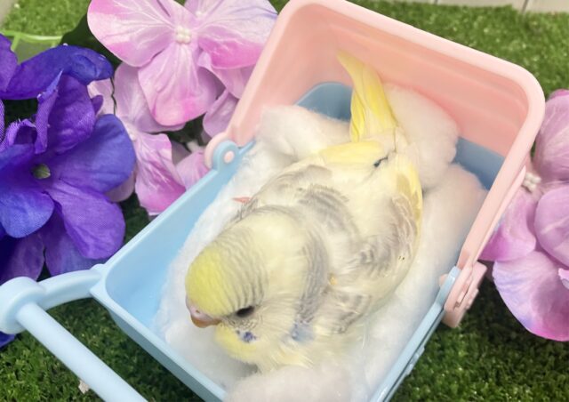しましまマシマシ🦓⟡.*Vanilla愛す🍨🫶🏻セキセイインコ(パステルレインボーパイド/2025年5月生まれ) セキセイインコ