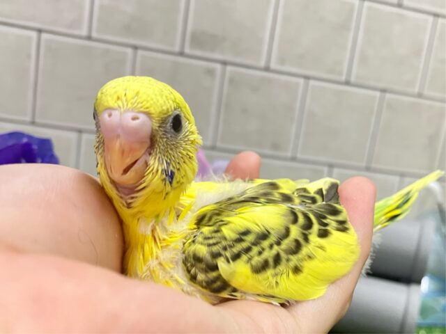 ✨最新画像✨凛と、、❓隠れ咲き黒薔薇𓂃🥀𓈒𓏸💛セキセイインコ(イエローハルクイン/2025年5月上旬生まれ) セキセイインコ