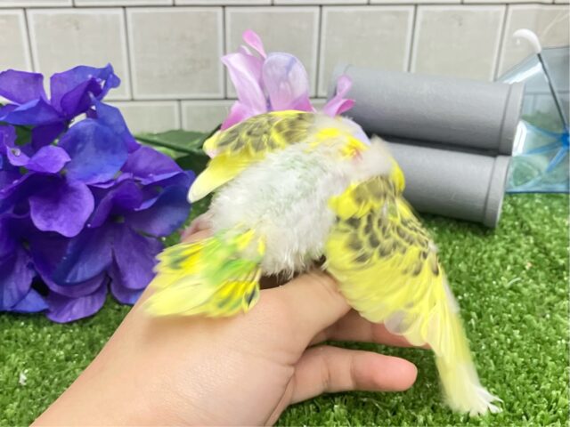 ✨最新画像✨凛と、、❓隠れ咲き黒薔薇𓂃🥀𓈒𓏸💛セキセイインコ(イエローハルクイン/2025年5月上旬生まれ) セキセイインコ