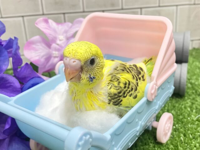 ✨最新画像✨凛と、、❓隠れ咲き黒薔薇𓂃🥀𓈒𓏸💛セキセイインコ(イエローハルクイン/2025年5月上旬生まれ) セキセイインコ