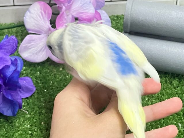 しましまマシマシ🦓⟡.*Vanilla愛す🍨🫶🏻セキセイインコ(パステルレインボーパイド/2025年5月生まれ) セキセイインコ