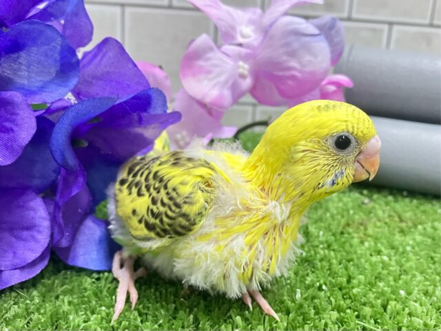 ✨最新画像✨凛と、、❓隠れ咲き黒薔薇𓂃🥀𓈒𓏸💛セキセイインコ(イエローハルクイン/2025年5月上旬生まれ) セキセイインコ