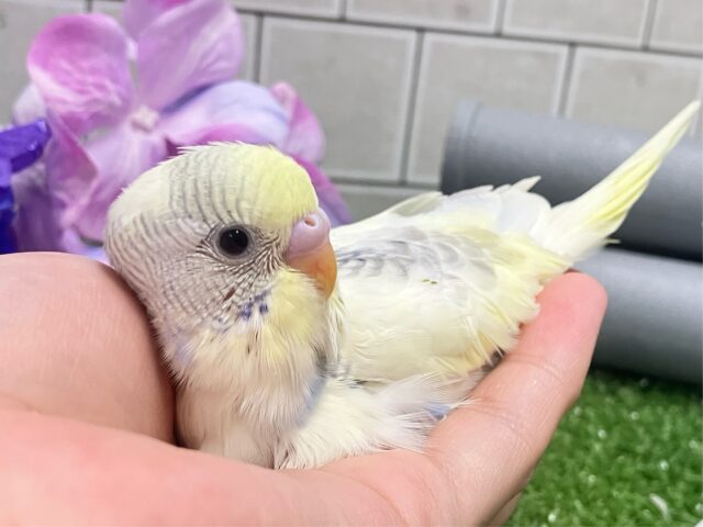 しましまマシマシ🦓⟡.*Vanilla愛す🍨🫶🏻セキセイインコ(パステルレインボーパイド/2025年5月生まれ) セキセイインコ