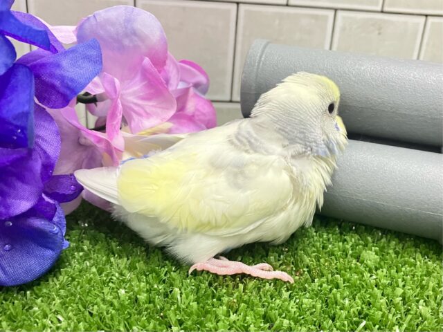 しましまマシマシ🦓⟡.*Vanilla愛す🍨🫶🏻セキセイインコ(パステルレインボーパイド/2025年5月生まれ) セキセイインコ