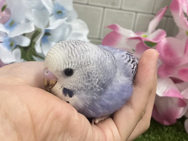 ✨最新画像✨ふりるフリフリ👗✧*。𝐆𝐫𝐞𝐚𝐭グレープ❕👍🏻.*˚セキセイインコ(バイオレットオパーリン/2025年5月上旬生まれ) セキセイインコ
