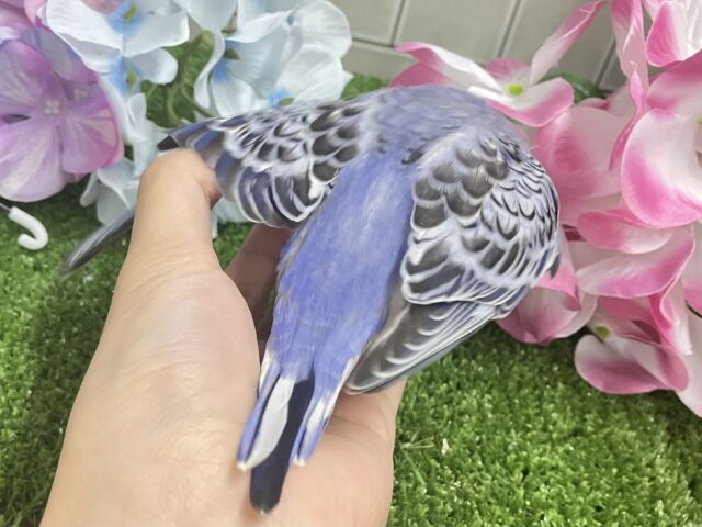 ✨最新画像✨ふりるフリフリ👗✧*。𝐆𝐫𝐞𝐚𝐭グレープ❕👍🏻.*˚セキセイインコ(バイオレットオパーリン/2025年5月上旬生まれ) セキセイインコ