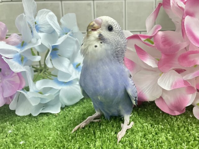✨最新画像✨ふりるフリフリ👗✧*。𝐆𝐫𝐞𝐚𝐭グレープ❕👍🏻.*˚セキセイインコ(バイオレットオパーリン/2025年5月上旬生まれ) セキセイインコ