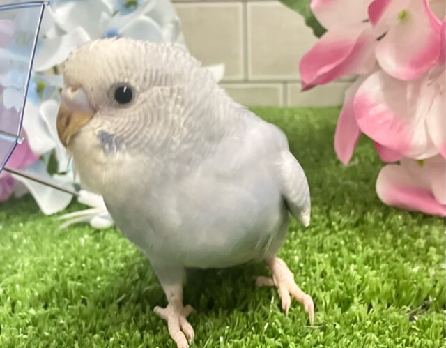 ✨最新画像✨くもり?いやいや❕テンション快晴ッ❕☀️⋆꙳セキセイインコ(グレースパングル/2025年5月上旬生まれ) セキセイインコ