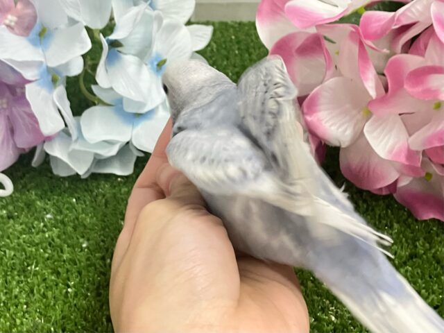 ✨最新画像✨くもり?いやいや❕テンション快晴ッ❕☀️⋆꙳セキセイインコ(グレースパングル/2025年5月上旬生まれ) セキセイインコ