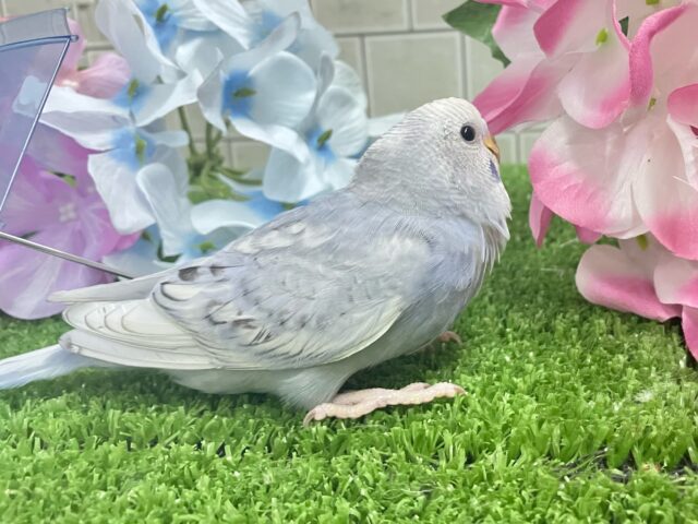 ✨最新画像✨くもり?いやいや❕テンション快晴ッ❕☀️⋆꙳セキセイインコ(グレースパングル/2025年5月上旬生まれ) セキセイインコ