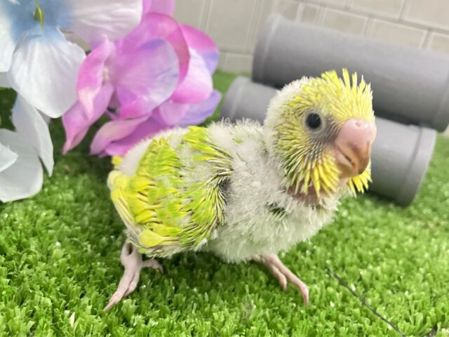 ✨最新画像✨晴々たんぽぽ🔆⟡.シュシュポッポ~🚂💨セキセイインコ(イエロースパングル/2025年5月生まれ) セキセイインコ