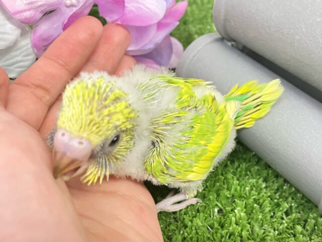 ✨最新画像✨晴々たんぽぽ🔆⟡.シュシュポッポ~🚂💨セキセイインコ(イエロースパングル/2025年5月生まれ) セキセイインコ