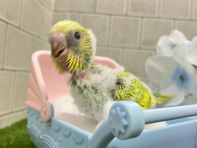 ✨最新画像✨晴々たんぽぽ🔆⟡.シュシュポッポ~🚂💨セキセイインコ(イエロースパングル/2025年5月生まれ) セキセイインコ
