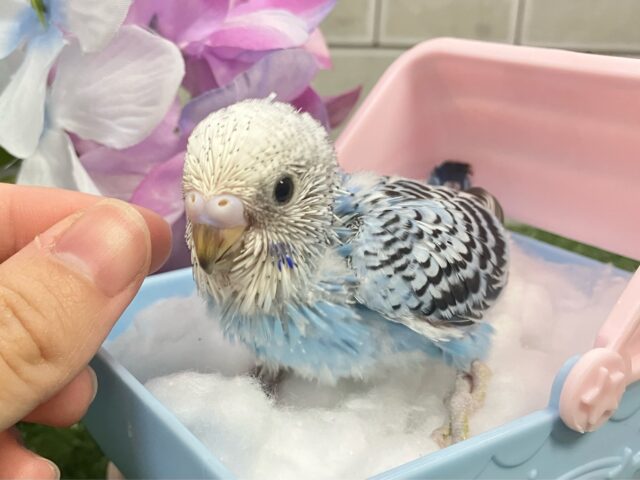 ✨最新画像✨空へはじけろ✨️ ✈️ パチパチサイダー❕。・*・:≡( 「ε:)ノ🍹セキセイインコ(ブルーオパーリン/2025年5月生まれ) セキセイインコ