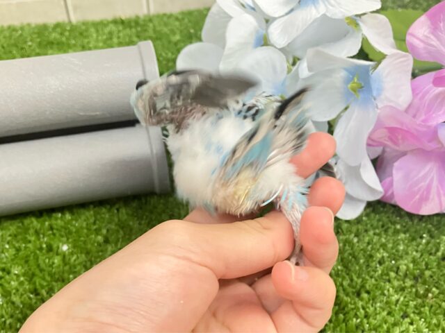 ✨最新画像✨空へはじけろ✨️ ✈️ パチパチサイダー❕。・*・:≡( 「ε:)ノ🍹セキセイインコ(ブルーオパーリン/2025年5月生まれ) セキセイインコ